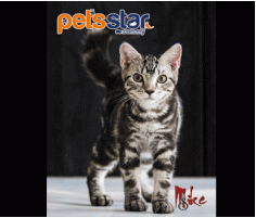 American Shorthair Cat
